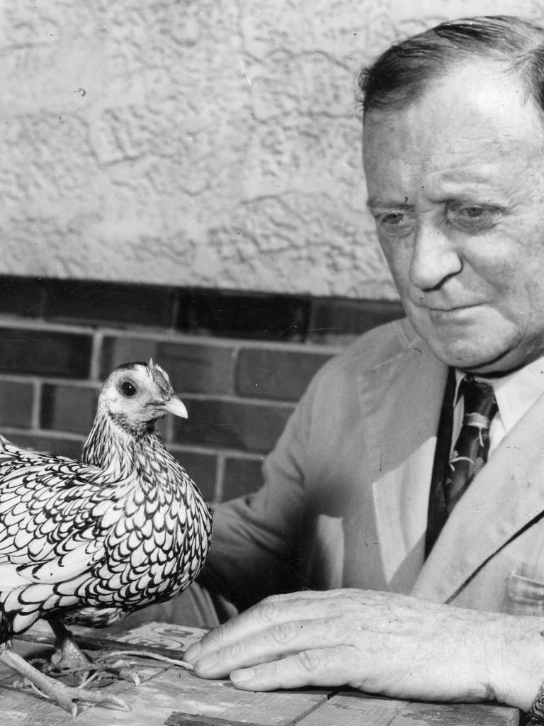 Victorian poultry judge, Mr G. W. Powell, at the Royal Adelaide Show with the Silver Sebright pullet that became champion Bantam pullet, September 1954.