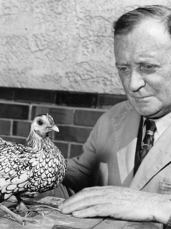 Victorian poultry judge, Mr G. W. Powell, at the Royal Adelaide Show with the Silver Sebright pullet that became champion Bantam pullet, September 1954.
