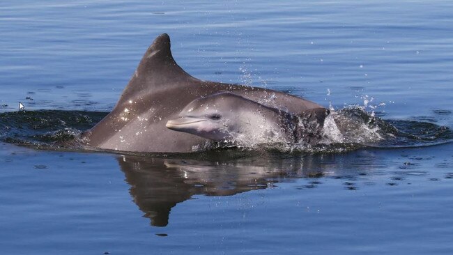 Port River dolphin Sparkle and Ruby. PICTURE: MARIANNA BOORMAN