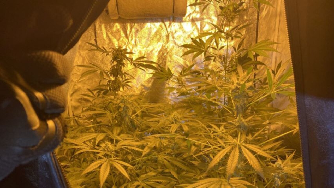 Marijuana plants seized during a raid on a Whitehaven Dr home in Blacks Beach on January 21. Picture: QPS