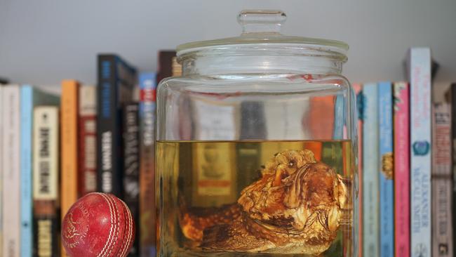 "Keef" the Stonefish. Picture: Lyndon Mechielsen/The Australian