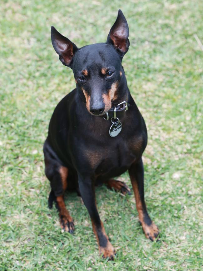 Apollo the dog. Picture: John Feder