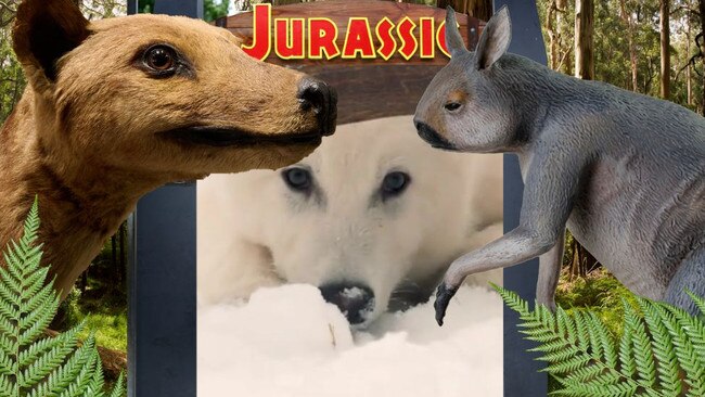 Could the dire wolf mean we can bring back extinct aussie species?