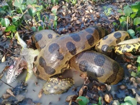 A northern green anaconda feeding. Image: Jesus Rivas.