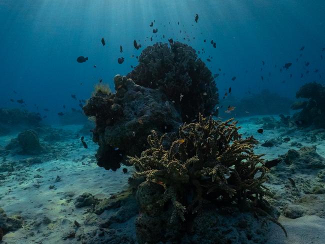 Scott Reef is the country’s largest offshore coral reef. Picture: Supplied/Nush Freedman Photography.