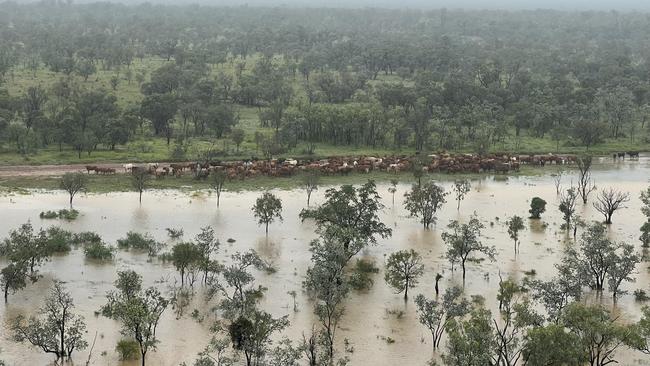 Flooding in the Lorraine Station paddocks