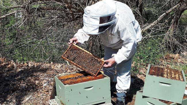 Charles Camenzuli gets a buzz out of his beehive in the backyard of his Wentworthville home.