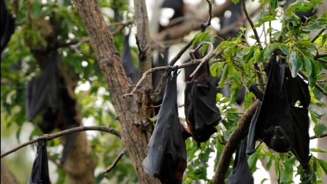 Nuisance flying-fox colony funds for councils as temps soar