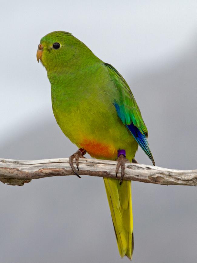 A wild juvenile orange-bellied parrot. Picture: DPIPWE