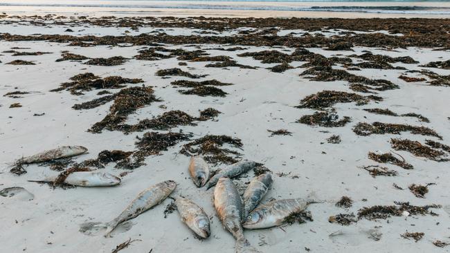 Hundreds of mature Australian salmon washed up dead on beach at Fishery ...