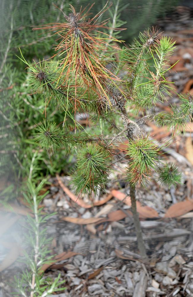 The lone pine seedling has remained small after many years.