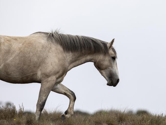 A wild brumby stallion at Racecourse Creek in the Kosciuszko National Park. Picture: Sean Davey.