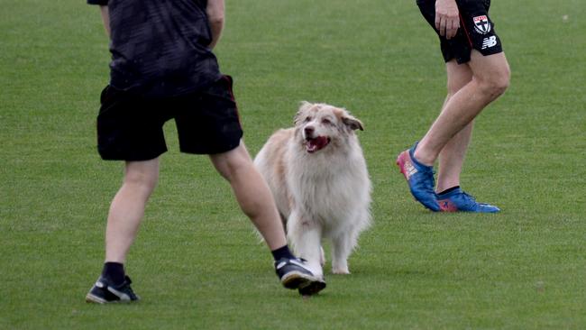 There wasn’t quite a streaker on the pitch at St Kilda training on Wednesday, but a friendly dog did make a surprise appearance. Picture: Andrew Henshaw