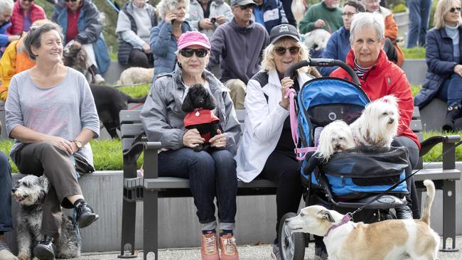 Dog owners, from left, Helen McLean with Pearl, Kerry Loring with Me Me, and Rose Corney and Lynne King with Annabelle and Shellie at the protest. Picture: Chris Kidd