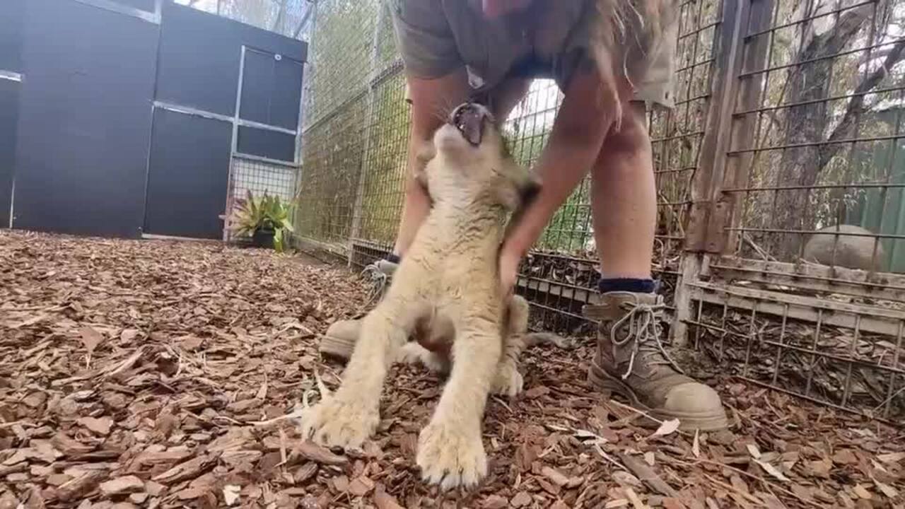 Toowoomba zoo welcomes new lion cub