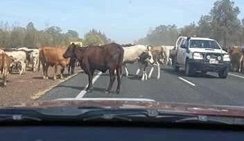 PUBLIC SAFETY ANNOUNCEMENT: A large herd of cattle are currently being droved just west of Miles. Picture: Erika Brayshaw