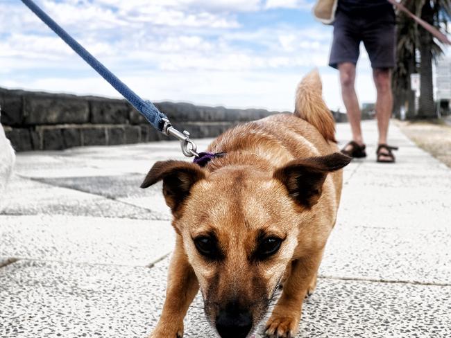 MELBOURNE, AUSTRALIA - NewsWire Photos JANUARY 1, 2022: People take to the beach with their pet dogs during a hot weather day in MelbournePicture: NCA NewsWire / Luis Enrique Ascui