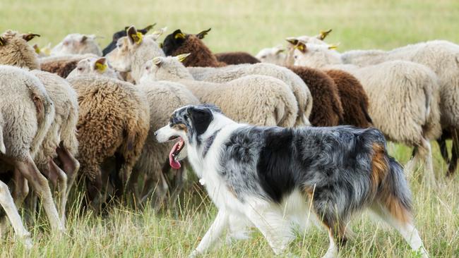 DeltaAg describes itself as a leading force in rural inputs and advice in regional Australia, offering similar services to the larger Elders. Picture: iStock