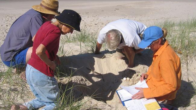 Volunteers check on a turtle nest on Bribie Island.