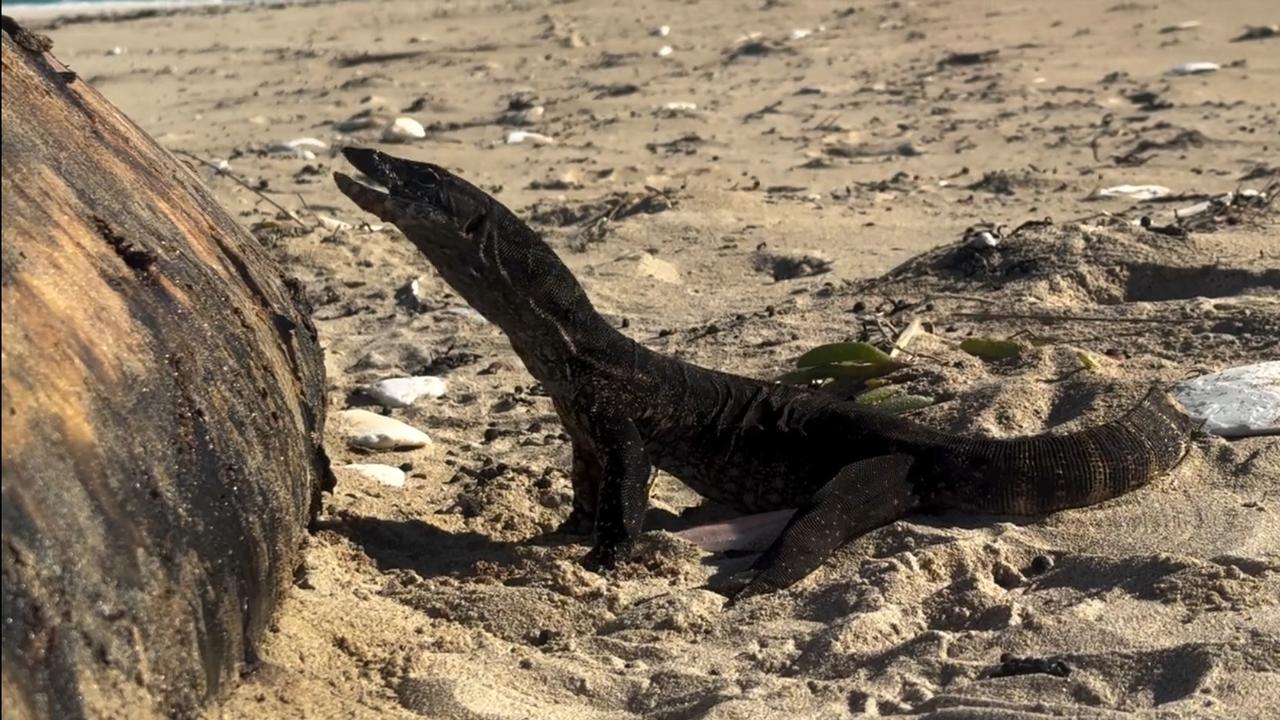 Hungry goanna chows down on beached whale