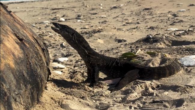 A goanna has been spotted eating a beached pygmy sperm whale on Kangaroo Island. Picture: RAD KI