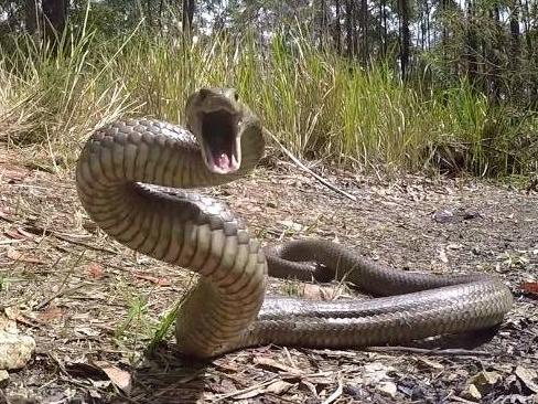 Man in 20s taken to hospital after being bitten by snake