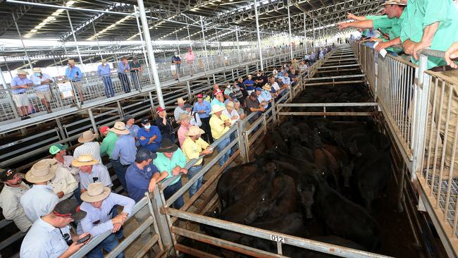 Feedlot and restocker dependent indicators, like the EYCI, have remained strong thanks to market confidence but other indicators show processors struggling. Picture: Yuri Kouzmin