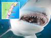 Huge mistake in Aussie shark protocol
