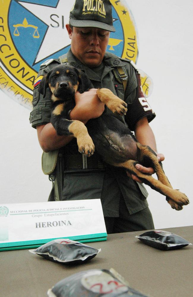 Venezuelan vet arrested in Spain for implanting bags of heroin inside ...