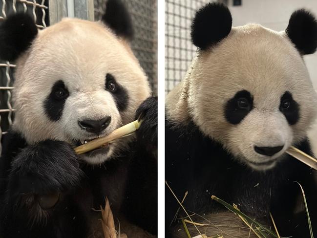 Adelaide Zoo’s new pandas Yi Lan and Xing Qiu arrive in South Australia from China