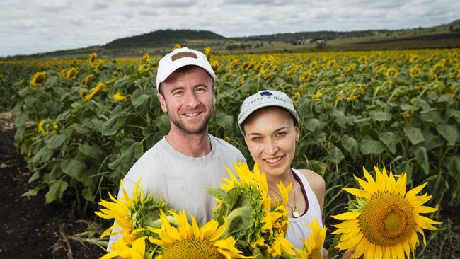 Gallery: Perfect weather for sunflower picking