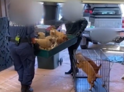 Puppies and dogs have been seized from a home in Hebersham, Sydney after a man was arrested and charged with bestiality and child abuse offences. Credit: AFP