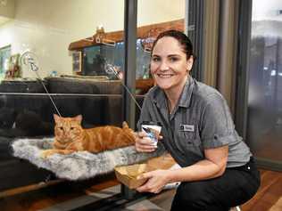 Cat Retreat Cafe owner Tania Barton allows guests to hang out with cats from SCARS; promoting adopting, not shopping, of cats and is a form of therapy to hang out with animals. Picture: Patrick Woods