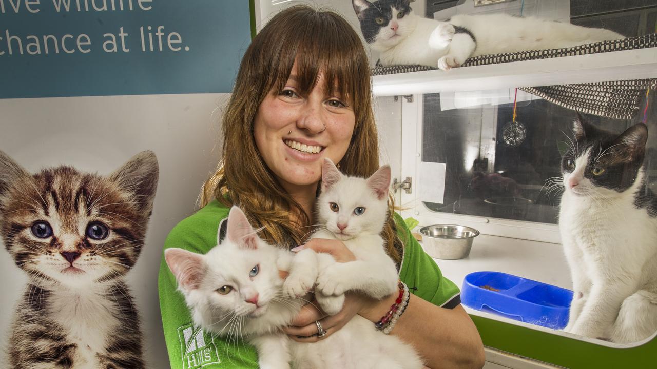 Epping Rspca Cat Breeding Epidemic Impacts Greensborough Cat Protection Society Herald Sun 