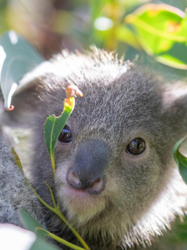 The area is known for its koala habitat. Picture: Supplied