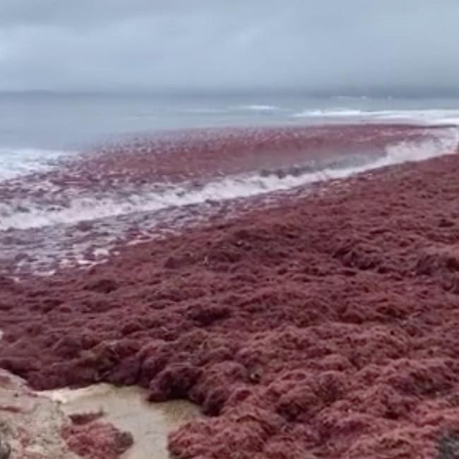 Local Jayde Clark spotted the bizarre phenomenon. Picture: Facebook