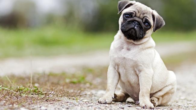 Nominate your favourite pet friendly cafes on the Gold Coast | Gold Coast  Bulletin