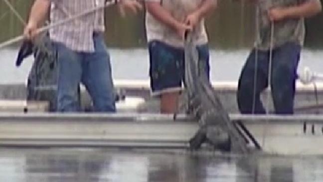 Alligator Bites Off Teenagers Arm In Florida 6192