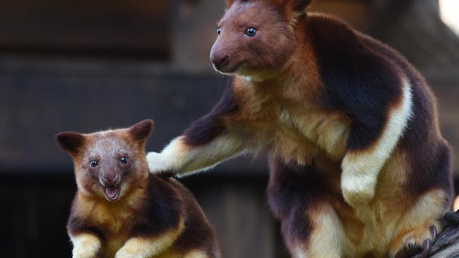 Healesville Sanctuary tree-kangaroos baby Chimbu and Mum Mani. Picture: Josie Hayden