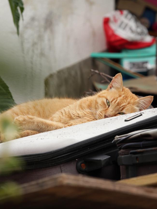 Mary Bobolas’s cat sleeps on piles of rubbish in the front yard of her Boonara Ave home. Picture: News Corp