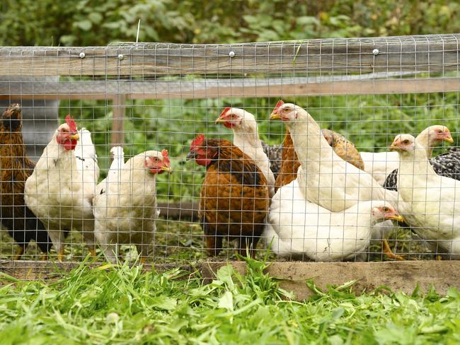 Chickens: the easiest of pets. Picture: iStock