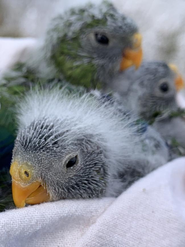 A nest of newly hatched parrots at Melaleuca. Picture: NRE Tasmania