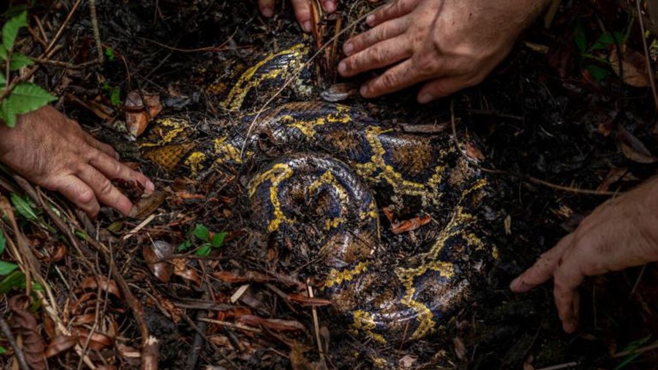 A a so-called “scout snake” named Dion implanted with a GPS tracker, without which this python would be impossible to find. Here it is, found hidden under a rotten log. Scientists use these snakes to find large reproductive females. Picture: National Geographic