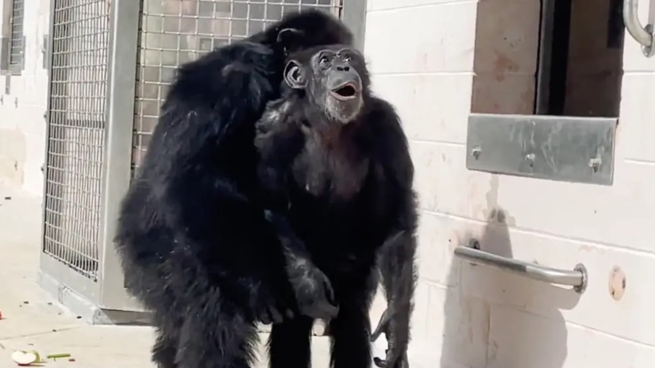 Kids News: Video shows joyful moment Vanilla the rescue chimpanzee sees