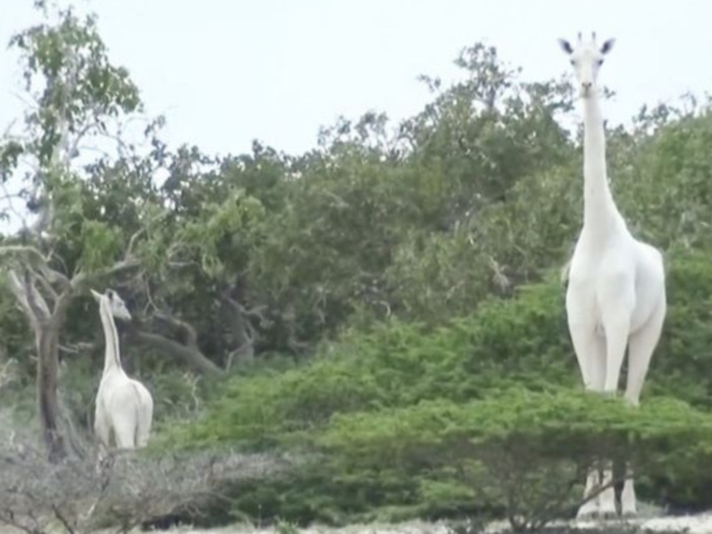 A female and calf were killed earlier this year.