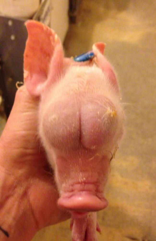 A pig was born with testicles instead of eyes earlier this year .Picture: I...