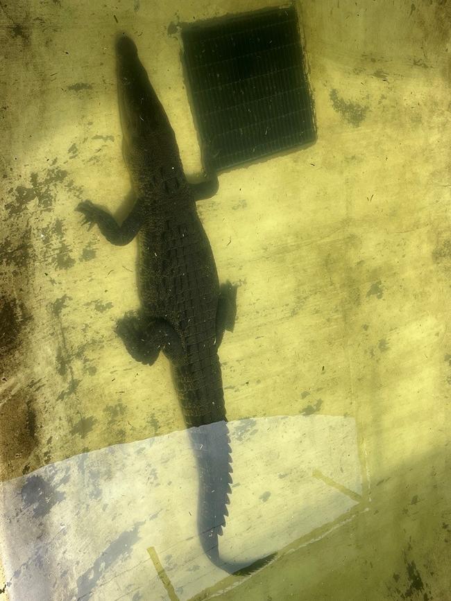 The 2.8m crocodile in a holding pond. Photo: DETSI
