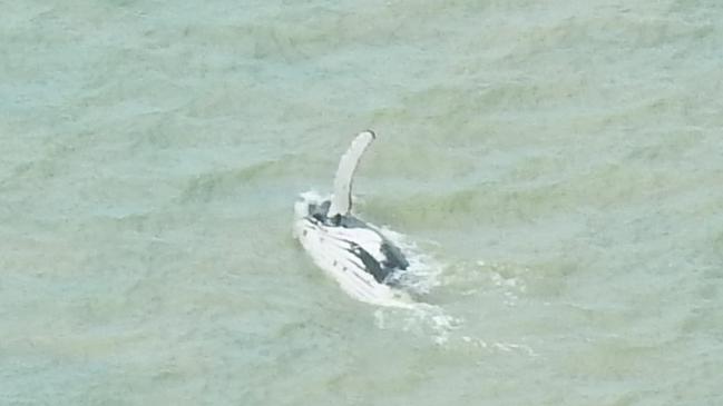 The humpback whale, above and below, has been spotted several times since first leaving the East Alligator River in Kakadu. Pictures: Parks Australia