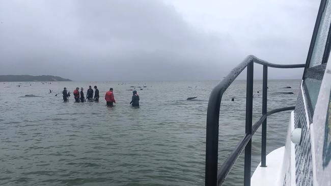 A handout photograph taken and released on September 22, 2020 by the Tasmania Police shows rescuers attempting to free a pod of whales stranded on a sandbar in Macquarie Harbour on the rugged west coast of Tasmania. - Up to 90 whales have died and a "challenging" operation is underway to rescue 180 more still stranded in a remote bay in southern Australia on September 22. Scientists said two large pods of long-finned pilot whales became stuck on sandbars in Macquarie Harbour, on Tasmania's sparsely populated west coast. (Photo by Handout / TASMANIA POLICE / AFP) / RESTRICTED TO EDITORIAL USE - MANDATORY CREDIT "AFP PHOTO / TASMANIA POLICE" - NO MARKETING NO ADVERTISING CAMPAIGNS - DISTRIBUTED AS A SERVICE TO CLIENTS