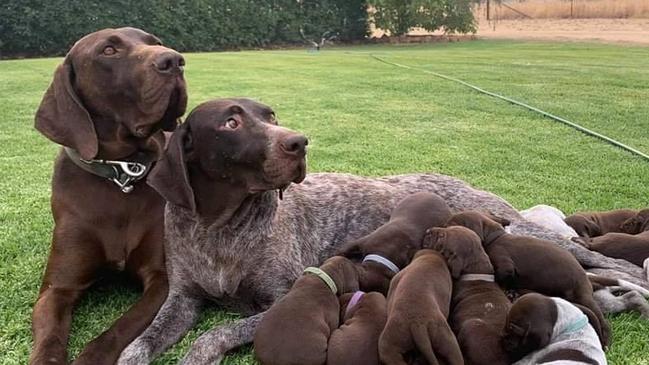 A photo taken from Delaquois German Shorthaired Pointers’ Facebook page.